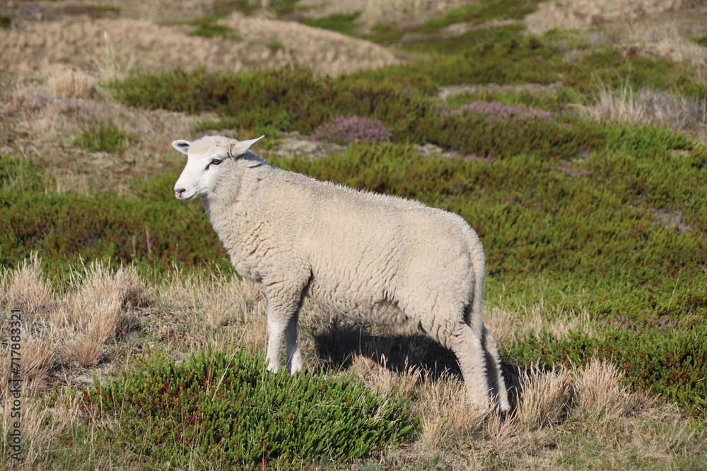 Dünenlandschaft mit Schaf an der Nordsee Dünenlandschaft mit Schaf an der Nordsee
