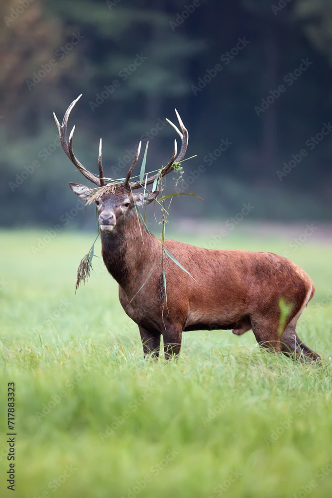 Red deer in the forest in the wild
Red deer in the forest in the wild
