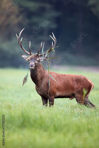 Red deer in the forest in the wild 