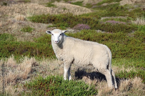 Schaf in Ostfriesland