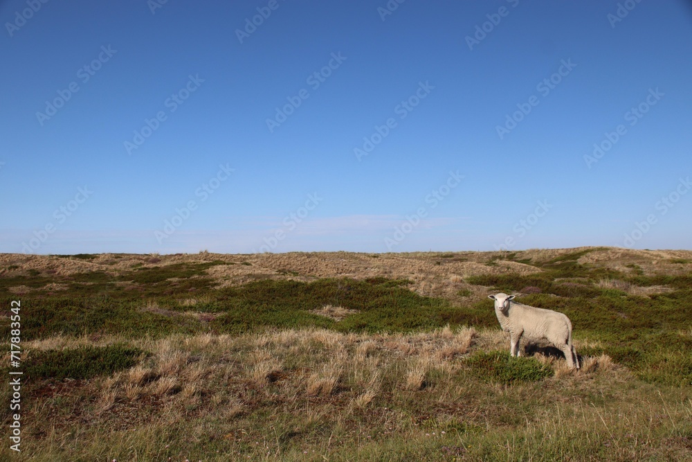 Schaf auf der Insel Schaf auf der Insel