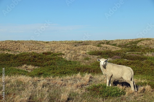 Schilderij op canvas Schafe in Ostfriesland