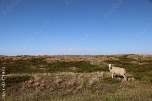 Schaf auf der Insel