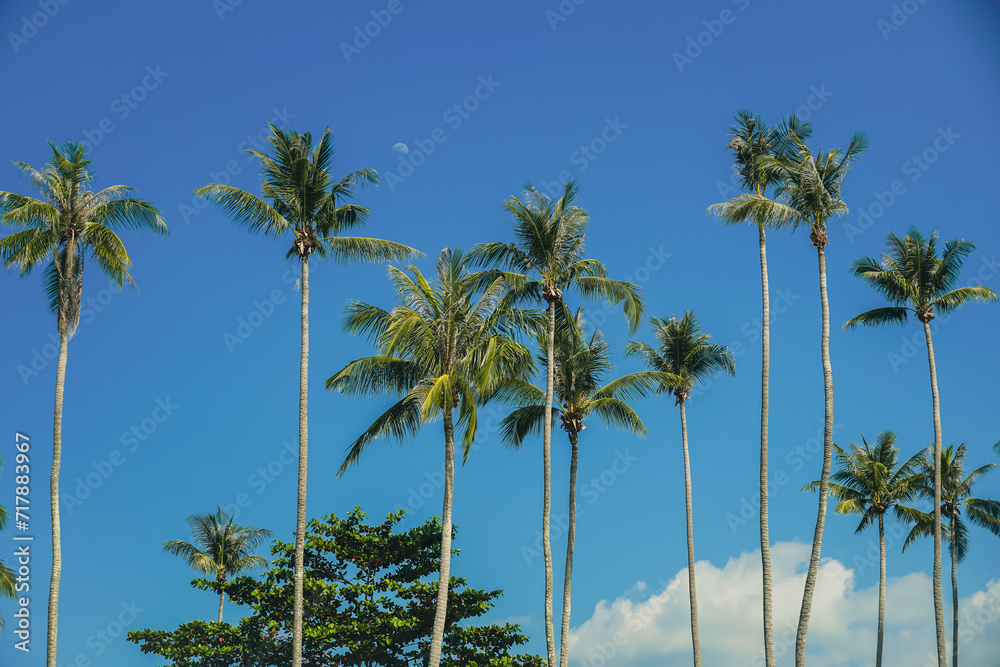 Tropical palm tree with sun light on sky background. Summer season Coconut palm trees Beautiful natural tropical background. Tall Coconut Trees on the beach area during daytime. Tropical palm tree with sun light on sky background. Summer season Coconut palm trees Beautiful natural tropical background. Tall Coconut Trees on the beach area during daytime.