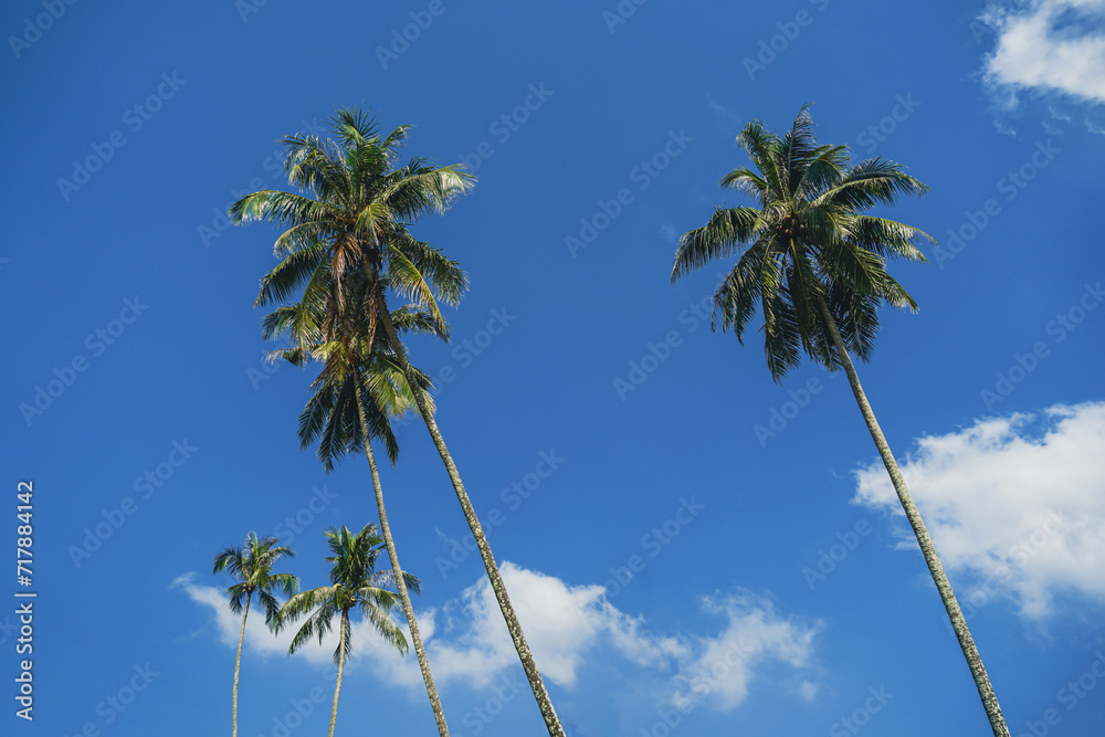 Obraz premium Tropical palm tree with sun light on sky background. Summer season Coconut palm trees Beautiful natural tropical background. Tall Coconut Trees on the beach area during daytime.