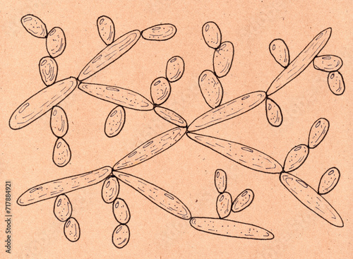Candida tropicalis yeasts, hand drawn illustration