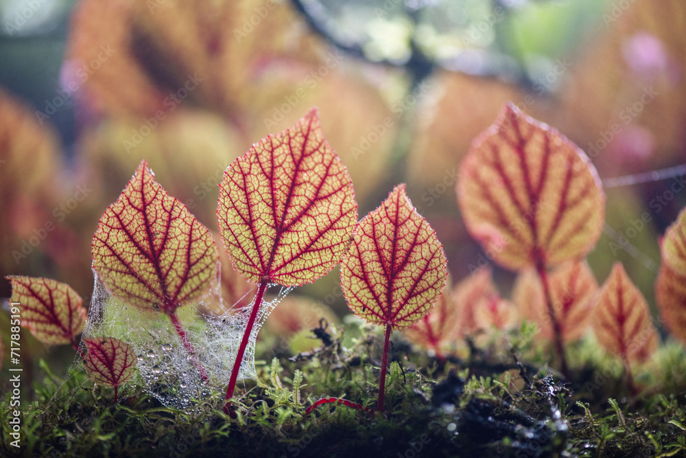Begonia masoniana, the iron cross begonia, is a species of plant in the family Begoniaceae Begonia masoniana, the iron cross begonia, is a species of plant in the family Begoniaceae