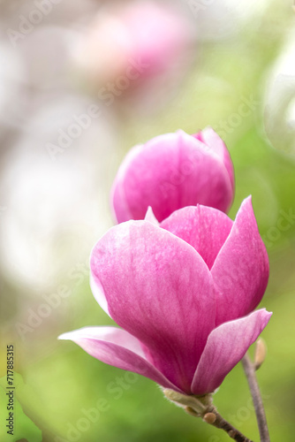 pink magnolia in the garden