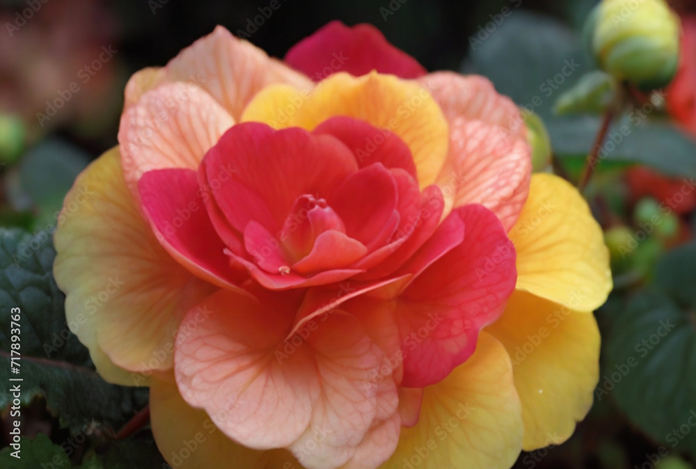 Blooming begonia bright large flowers orange pink red Blooming begonia bright large flowers orange pink red