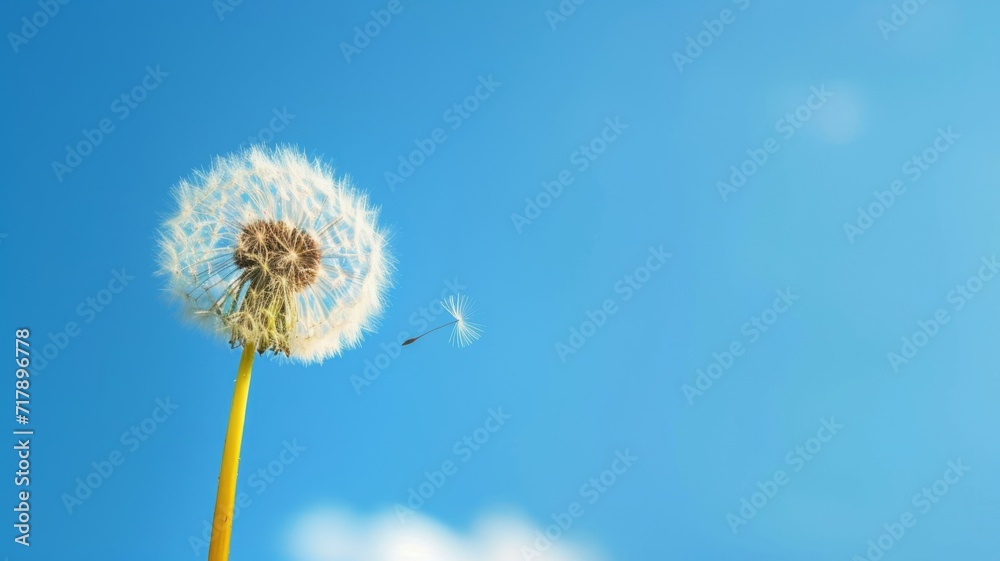Dandelion view from below against a blue sky. Beautiful puffy air flower