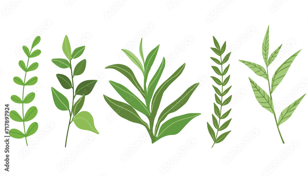 Fototapeta premium Vector set of leaves isolated on white background. Tropical palm trees branches. Set of leaves. Hand drawn decorative elements. Vector illustration