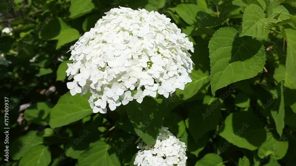 Dissolved inflorescence of white hydrangea. Growing flowers in the garden. Large flowering bush in the country Dissolved inflorescence of white hydrangea. Growing flowers in the garden. Large flowering bush in the country