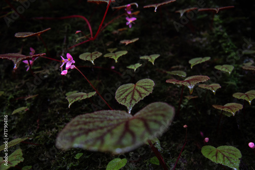 Begonia masoniana, the iron cross begonia, is a species of plant in the family Begoniaceae photo