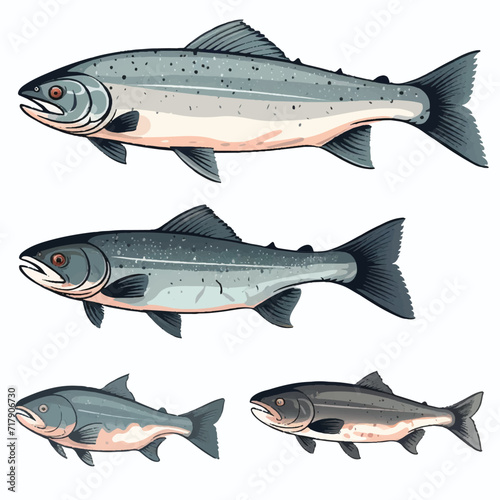 Salmon Fish set illustration vector