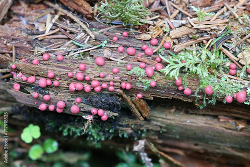 Wolf's milk, Lycogala epidendrum, slime mold from Finland photo