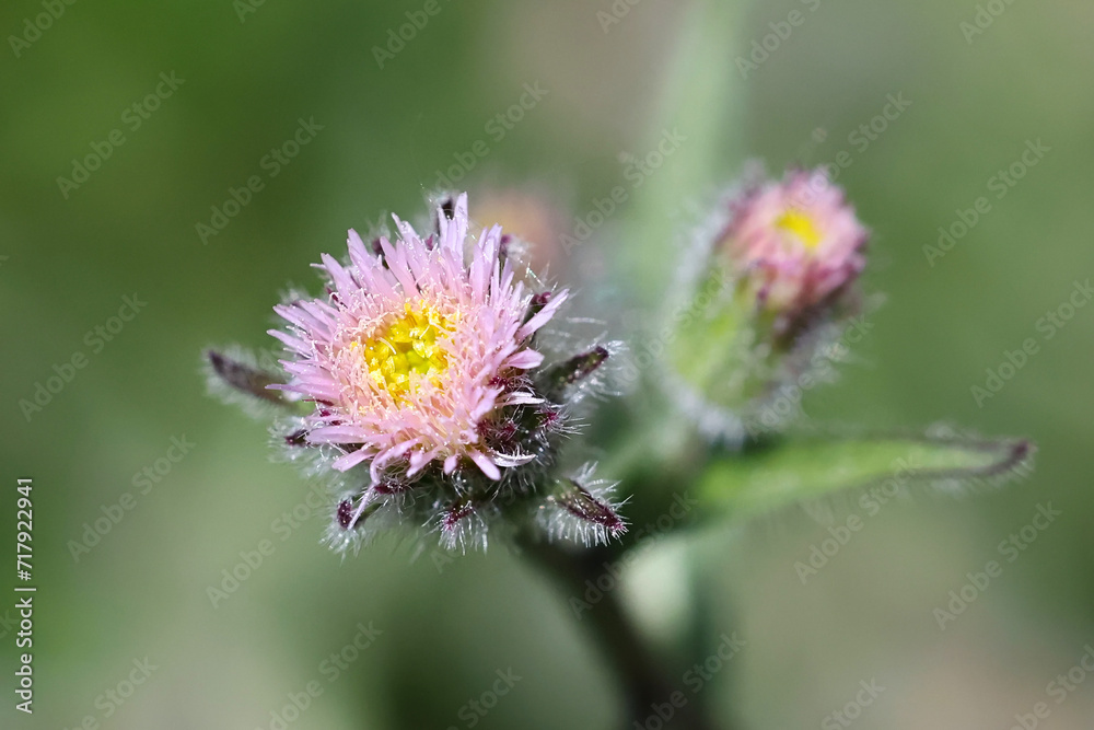 Blue Fleabane, Erigeron acris, also called Erigeron acer, known also as Bitter fleabane, wild flowering plant from Finland Blue Fleabane, Erigeron acris, also called Erigeron acer, known also as Bitter fleabane, wild flowering plant from Finland