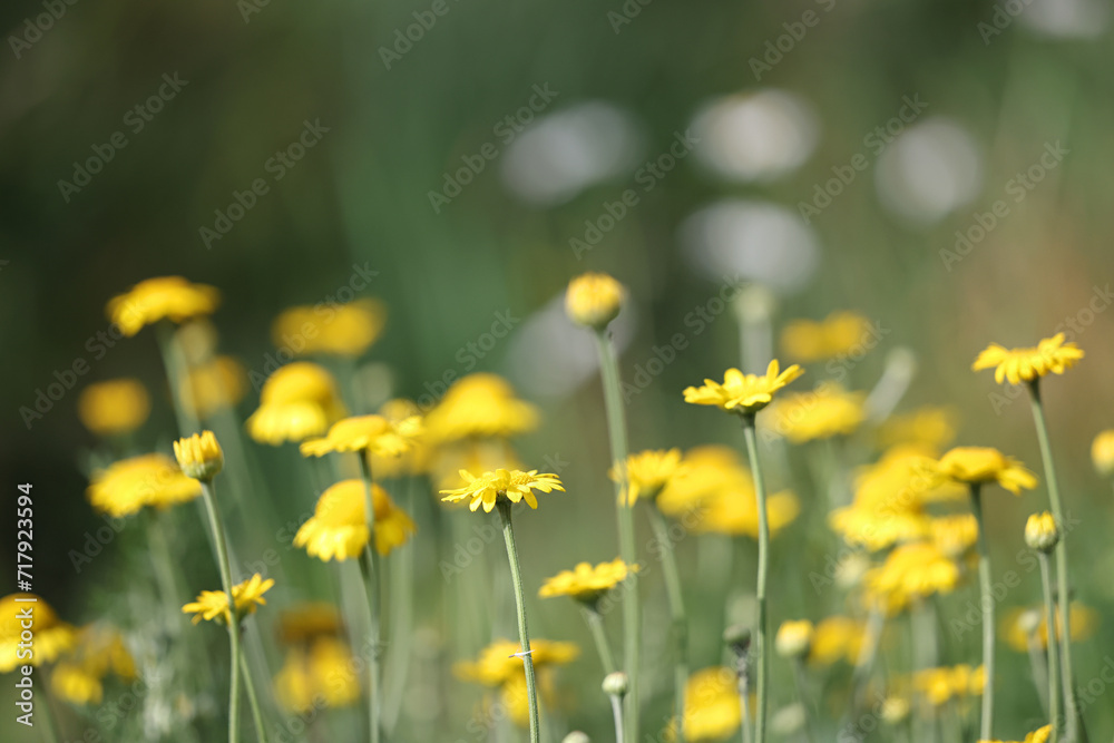 Yellow Chamomile, Cota tinctoria, also known as Dyer's chamomile, Dyer's mayweed, Golden chamomile or Golden marquerite, wild flowering plant from Finland