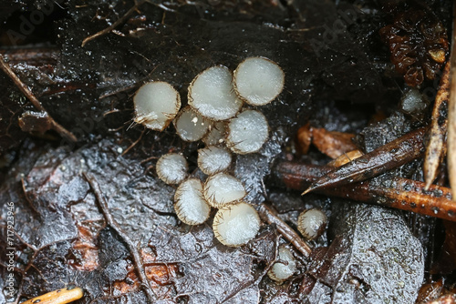 Trichophaeopsis bicuspis, tiny hairy cup fungus growing on aspen leaves in Finland, no common English name