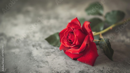 A banner with a close-up of a single red rose with a soft-focus background, symbolizing love and passion.