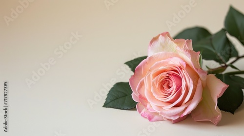 A banner with a single pink rose with delicate petals laid diagonally across a soft beige background.