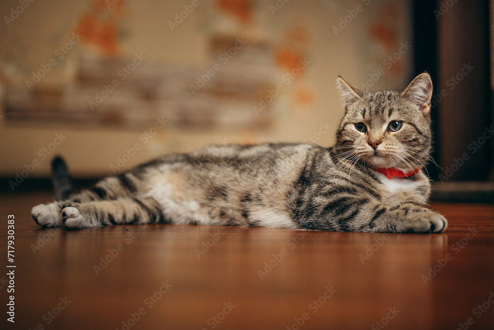 a beautiful cat of British breed a beautiful cat of British breed