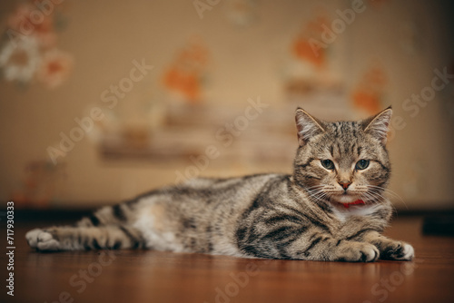 a beautiful cat of British breed © Дмитро Шпак