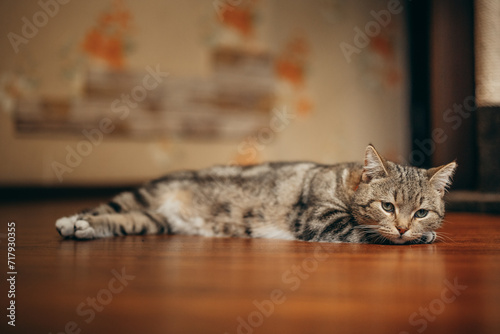 Fototapeta Naklejka Na Ścianę i Meble -  a beautiful cat of British breed
