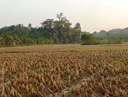 field in the morning