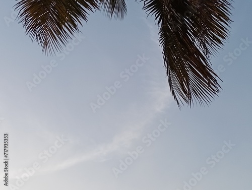 palm tree against sky