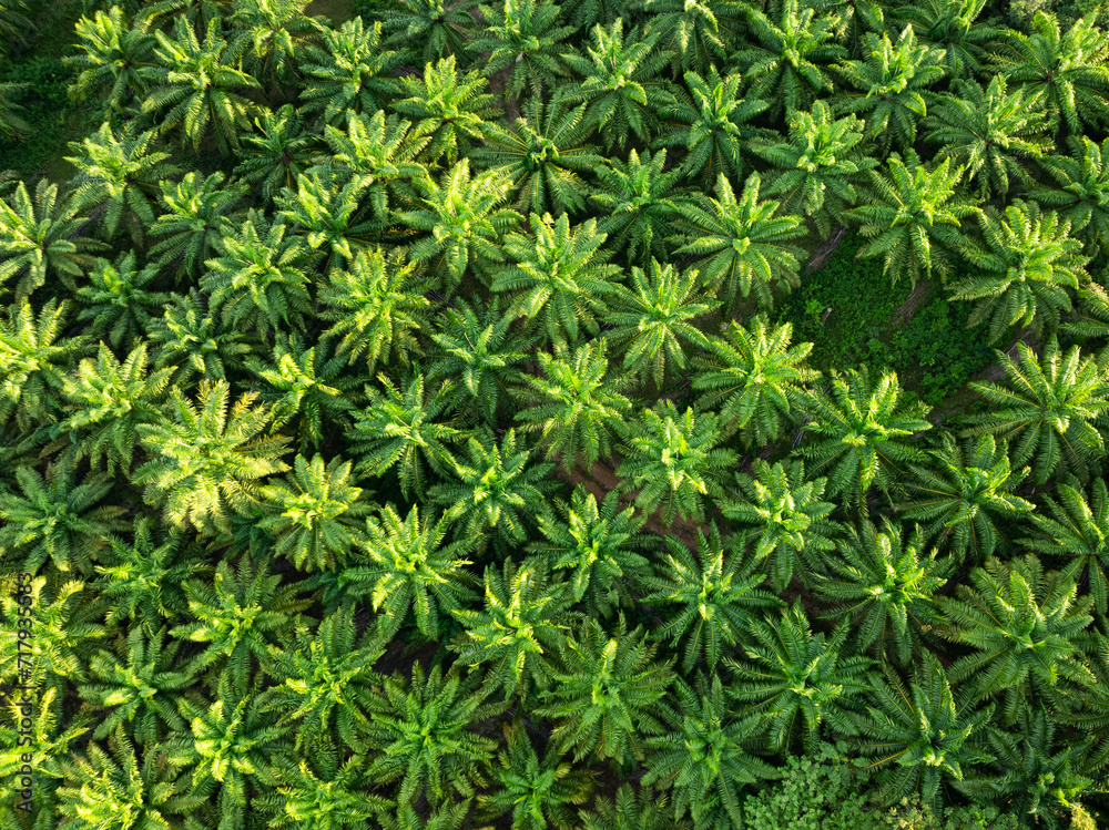 View from above, stunning aerial view of a plantation of palm oil plants. Beautiful natural background, Krabi, Thailand.