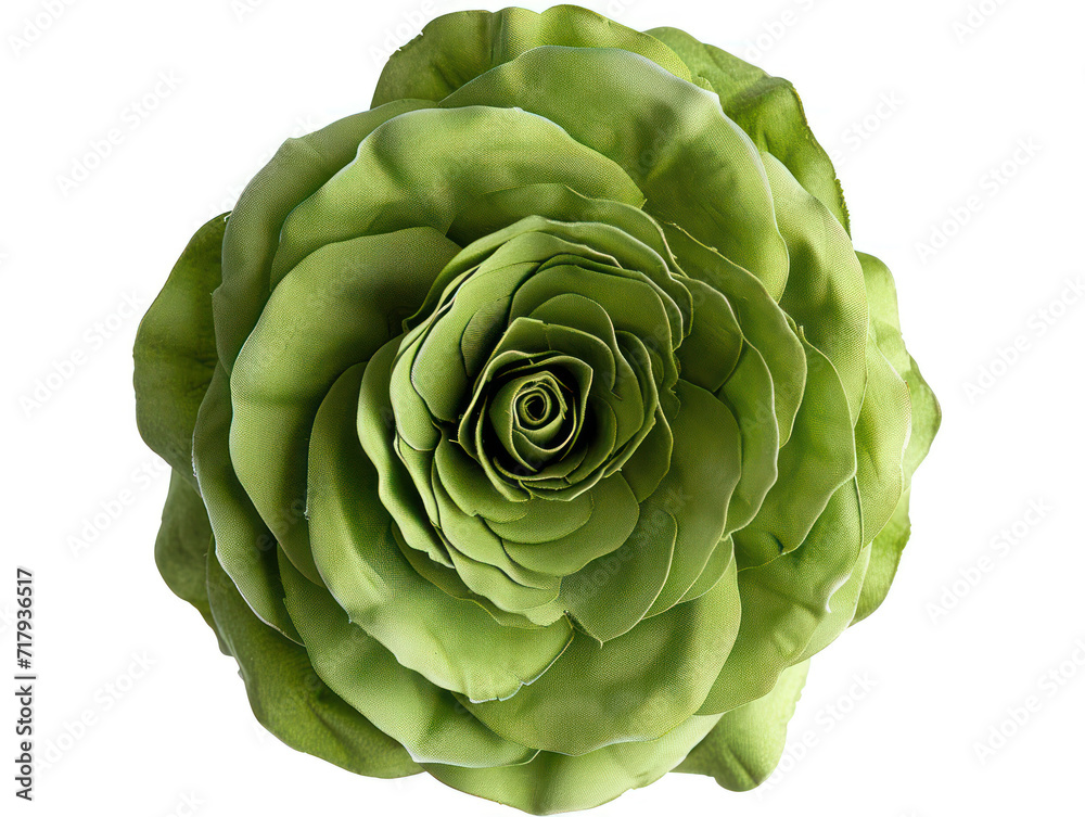 Obraz premium Closeup of green rose flower petals isolated on white background