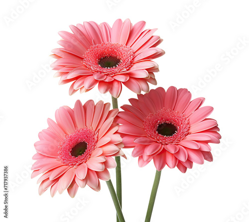 Trio of pink gerbera daisies, cut out