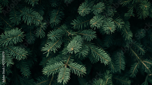  Evergreen Pine Needles Close-Up Texture 