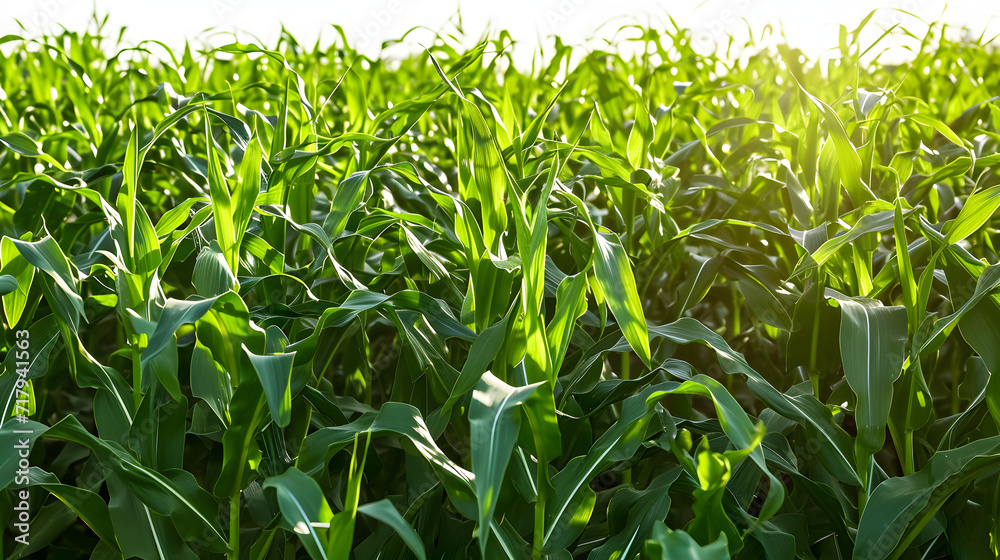 corn field with sunrise at countryside. herb in nature , corn field with sunrise at countryside. herb in nature ,