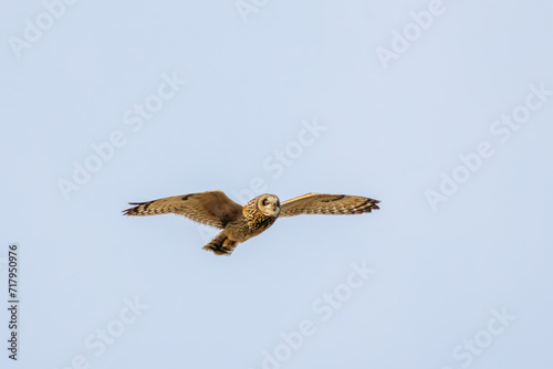                                                                                                                                          2023   1   22              A beautiful Short-eard Owl  Asio flammeus  family comprising owls  in flight for hunting. 