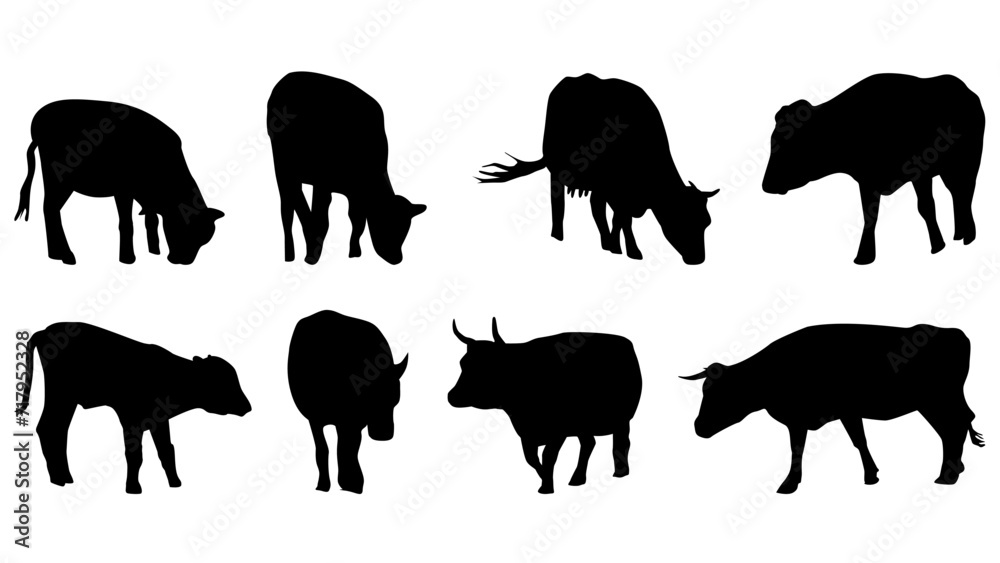 Set of cows in silhouette isolated on white background. The cows eat and walk. Cattle clipart. Set of cows in silhouette isolated on white background. The cows eat and walk. Cattle clipart.