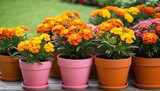 Cheerful Orange Tagetes in Pink Flower Pots Illustration