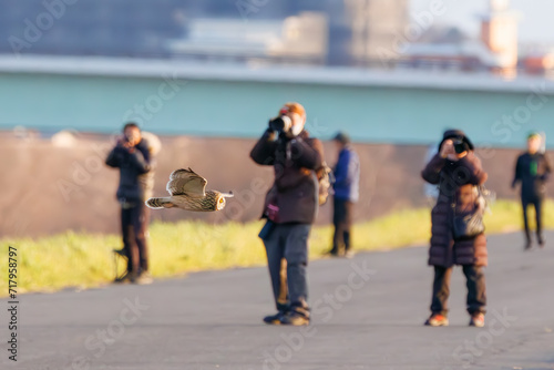 狩りのために飛翔する美しいコミミズク（フクロウ科）。 日本国千葉県三郷市、江戸川河川敷にて。 2023年1月22日撮影。A beautiful Short-eard Owl (Asio flammeus, family comprising owls) in flight for hunting. 