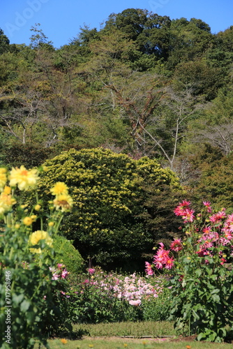 満開のダリア(兵庫県加西市：兵庫県立フラワーセンター)