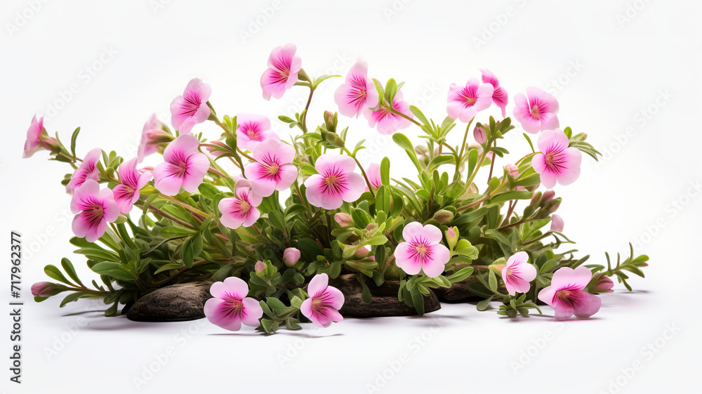 Isolated flowers and plants against a stark white background Isolated flowers and plants against a stark white background