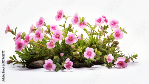 Isolated flowers and plants against a stark white background 