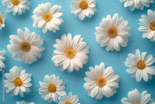 Flowers white daisies on blue background top view