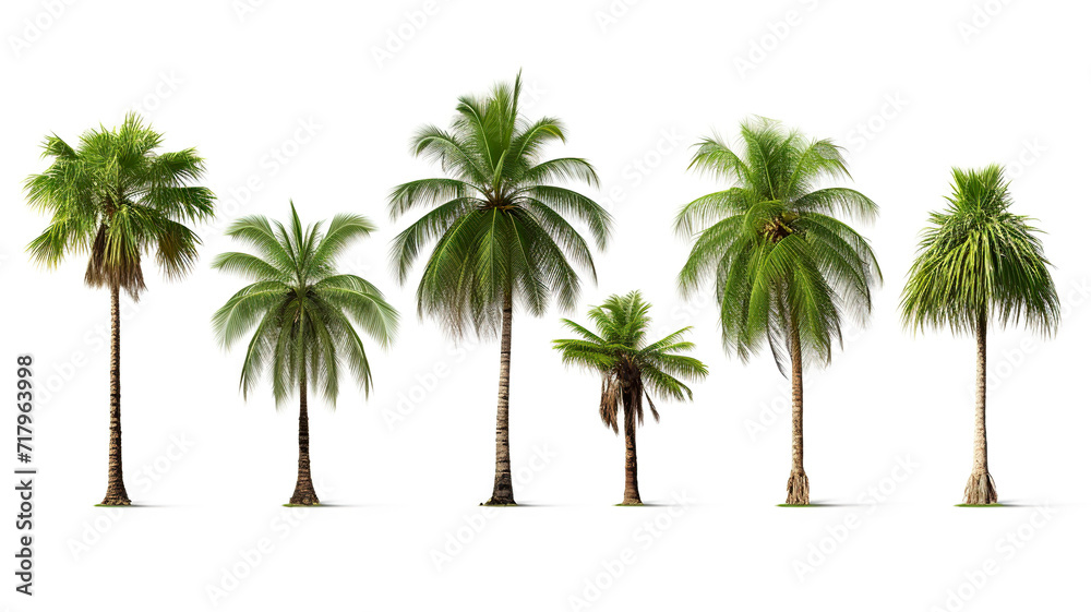 Obraz premium A group of green-leafed coconut palm trees isolated on a white background