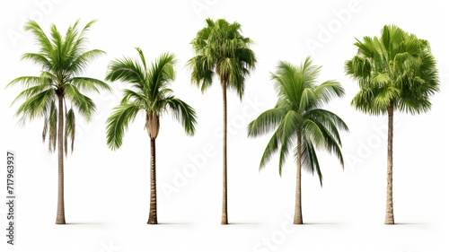 A group of green-leafed coconut palm trees isolated on a white background