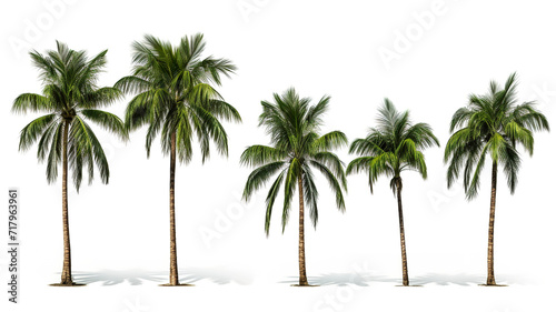 A group of green-leafed coconut palm trees isolated on a white background