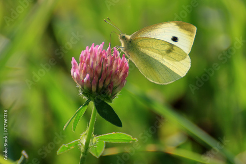 Yellow butterfly Pieris brassicae sitting on a clover. photo