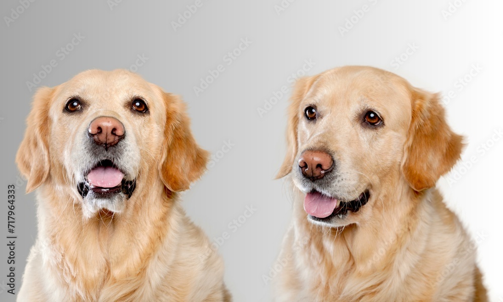 Graceful canines set against a serene gray backdrop, exude a timeless elegance. Their expressive eyes and unique personalities shine amidst the understated canvas, making each dog a work of art.
Graceful canines set against a serene gray backdrop, exude a timeless elegance. Their expressive eyes and unique personalities shine amidst the understated canvas, making each dog a work of art.