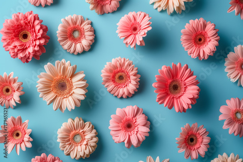 Gerbera flowers of different colours on a blue background