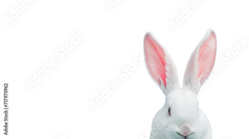 Front view of white cute baby rabbit standing on white background with copy space.