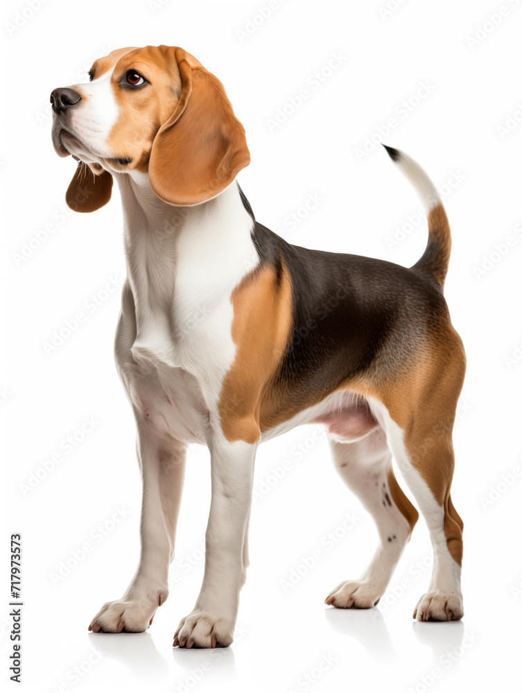 beagle dog standing looking at camera, isolated on all white background